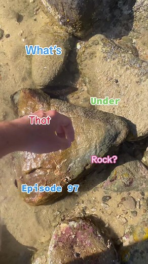 Exploring Sea Cucumbers Under the Rocks | Episode 97