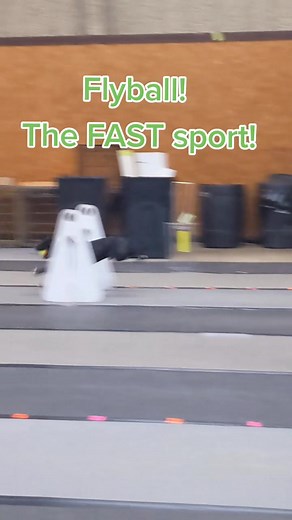 Flyball Relay Race for Dogs