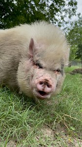 Learning how pigs communicate is the key to having a long term healthy relationship between your pig and yourself or others. Being aggressive isn’t an innate behavior in pigs, most often a product of improper raising much like a child. If you can learn to understand their communication style and behaviors, you will be better equipped to handle any situation! | My Pig Filled Life