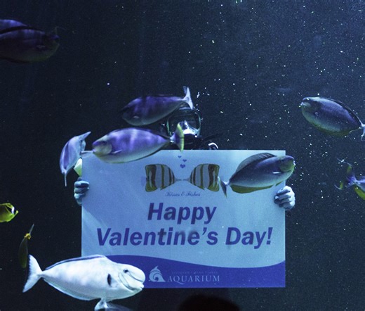 ‘Kisses and Fishes’: Loveland Living Planet Aquarium to host Valentines Day event