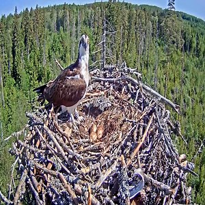 Estonian Osprey Nest (Ivo & Iiris) . | Border Birds