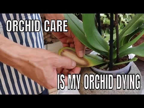 Phalaenopsis Orchid Leaf Problems. Is my Orchid Dying ?