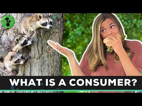 Types of Consumers | Herbivores Omnivores & Carnivores