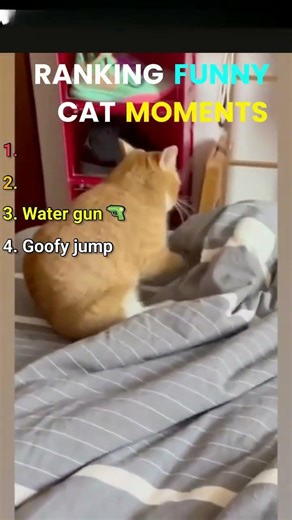 RANKING FUNNY CAT MOMENTS #cat #funny