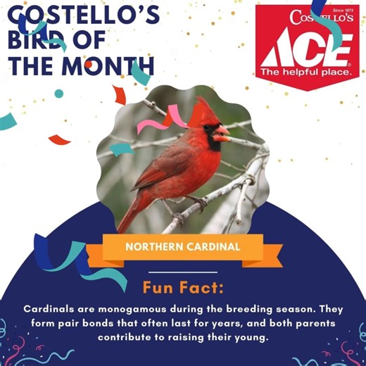 ❤️🐦 October Bird of the Month: The Northern Cardinal! 🐦❤️ Did you know? Cardinals are monogamous during breeding season, forming pair bonds that can last for years! 💑 Together, both parents help raise their young — talk about teamwork in the bird world! Want to keep these charming red birds flocking to your yard all season long? 🍂 🎯 Stock up and save with our Cardinal-friendly specials: 🛒 Kaytee® Cardinal Blend Wild Bird Food 💸 $9.99 – 1.85 lb. Cardinal Seed Cake 💸 $14.99 – 7 lb. Cardina