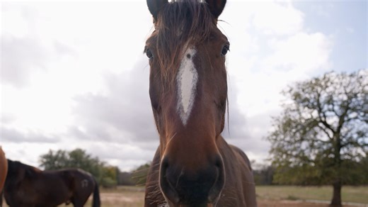 The experts are weighing in! Catch the latest update on the EHV-1 outbreak, the protocols that the NFR has put in place and the measures they are taking to keep equine athletes safe. Don't miss Rodeo Live at 7:30 ET on Cowboy Channel and Cowboy Channel | Rodeo Live