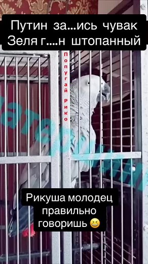 African Grey Parrot Behavior and Characteristics