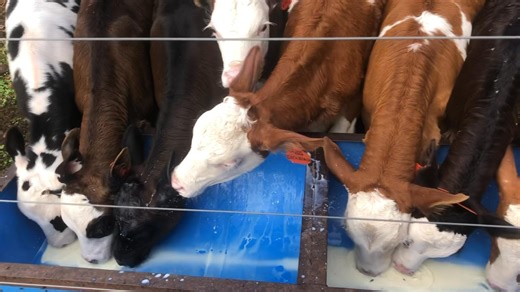 Kid Ranch CSA Farm on Reels