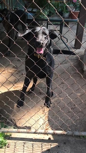 Splash the lab on TikTok