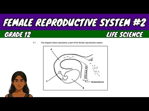 Female Reproductive System #2 | Grade 12 Life Science