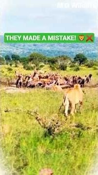 Hyenas Thought They Won... UNTIL HE ARRIVED! 😱#shorts #wildlife #lion