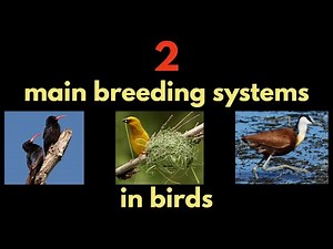 The 2 main breeding systems in birds - Monogamy and Polygamy