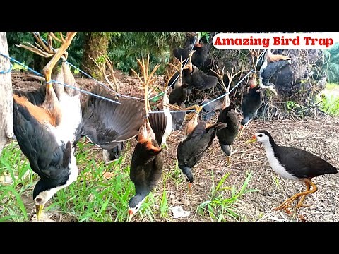 “Amazing Bird Trap | Traditional Bird Catching Technique” #The_Bird_Kingdom