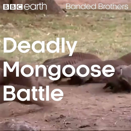 A group of banded mongooses go head to head with a rival group to protect their family. | BBC Earth