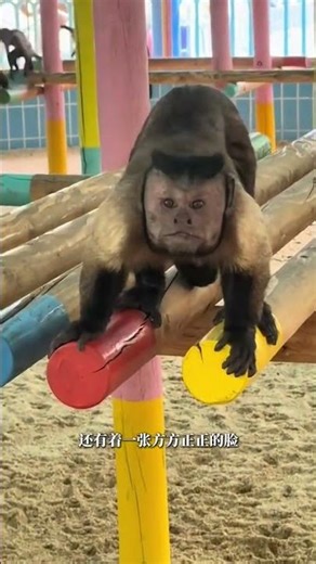 Capuchin monkeys are easily recognizable by their dark brown fur, especially their thick facial h...