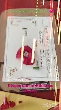 Understanding Reproductive Parts of a Flower | Hibiscus Dissection Demo.