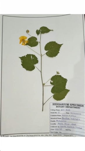 😍Herbarium collection, pressed plants #youtubeshorts #art #nature #herbarium #plants #asthetic #love