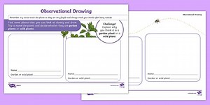 Year 1 Observational Drawings of Plants Activity Sheet