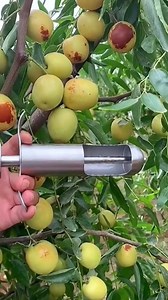 20K views · 85 reactions | 1 minutes amazing fruit 諾便𢡄陋#asmr #fruit #fruits #fyp #amazing | Park Shin Hye International Fanclub | Facebook