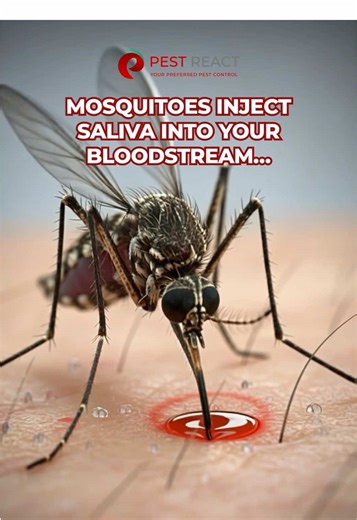 Tired of waking up with itchy red bites? 🦟 Don’t let mosquitoes ruin your day (or night)! Pest React keeps your home and business mosquito-free, so you can finally scratch that itch for good. ✅ FREE inspection available across Malaysia & Singapore. 📲 Contact us today at https://wa.me/6591380758 to schedule your service. #pestreact #pestcontrol #pests #singapore