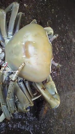 The Fascinating Process of Crab Reproduction and Egg Fertilization