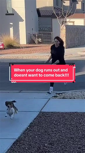 When Your Dog Runs Out and Refuses to Come Back!