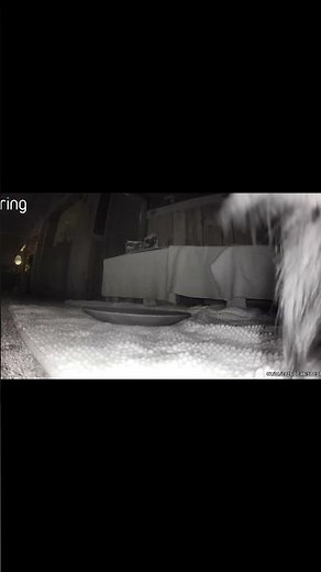 Funny Guinea Pig vs Ring Camera #shorts #guineapig #pets #cute