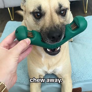 171K views · 538 reactions | What if dogs could brush their own teeth?! 醴 The Bite n' Brush makes toothbrushing fun for dogs & easy for their people. Try one today! ✅ Treats motivate chewing 瘟 ✅ Bristles scrub plaque & tartar 醴 ✅ Natural ingredients for oral health  ✅ Cleans all sides of teeth & mouth ✨ | Woof | Facebook