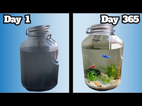 Enclosed Ecosphere After 1 Year | Reintroducing Shrimp | DIY Enclosed Ecosystems