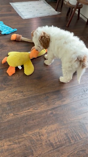 Goldendoodle, Mini puppy for sale