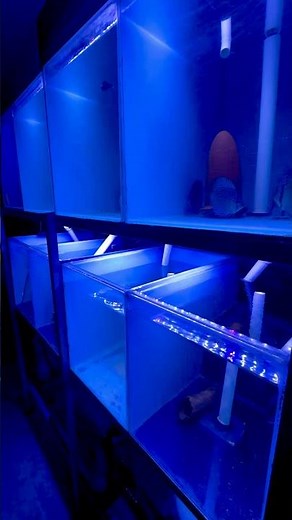 I haven’t bred this species of fish for fifteen years! #paulstingray #fishroom #exoticaquariumfish