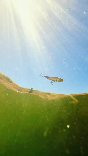 The GIANT DOG-X’s realistic profile is paired with sidestepping glides that roll flat against the water as it walks giving predators underneath an irresistible flash of its detailed profile. Featuring Megabass’ original SIDE STEPPING BALANCER SYSTEM (PAT.), GIANT DOG-X incorporates a lateral tungsten balancer that moves left/right for sharper turns, making crisp dog-walking action accessible to all. This patented system also powers the uniquely sharp roll-walking action of the Megabass GIANT DOG