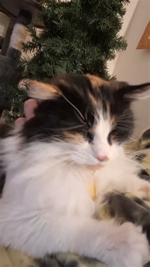 Dis cat is sticking around!