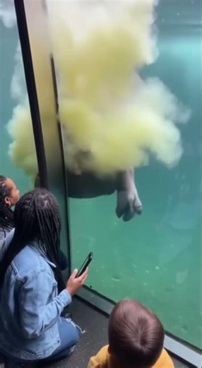 Hippo Jumpscares the Crowd… Then Drops a Nasty Underwater “Bomb” 🤢