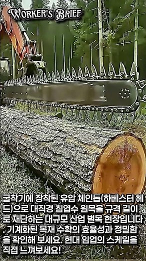 대규모 원목 수확 현장 | 굴착기 유압 체인톱 벌목 작업 #worker #process #벌목 #임업 #중장비작업