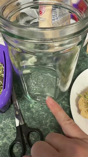 Fresh sprouts at home using a countertop sprouter — simple, clean, and almost ready to harvest