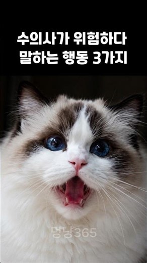 이런거 본적 있나요? 고양이 신호 3가지 바로 확인해보세요