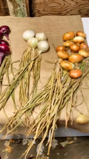 You’ve heard of garlic braids, have you ever seen onions braided? #gardening #onions #braid #onionbraid #garlicbraid #homegrown #farmhouse #countrydecor #edibledecor #homesteadstuff #modernhomesteading #homesteadlife | Modern Homesteading w/ Tessa | Facebook