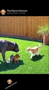 Dog Gets a Lesson from Protective Cat