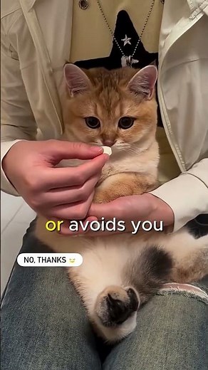 Signs Your Cat Has Anxiety and What It Means 🐱💭