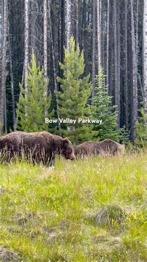 Best Wildlife Spots in Banff 🫎