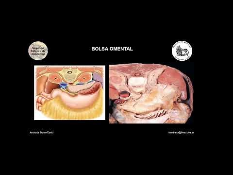 E3 | Bolsa Omental | Anatomía 2 | FMed UBA