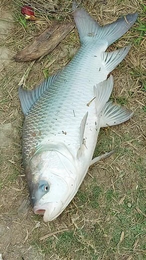 51K views · 645 reactions | Big fish putting into net #bigfish #bigfishputting #fishputting #fishnetting #fish #net #fishintonet | Fish Watching | Facebook