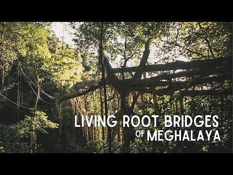 Living Root Bridges of #Meghalaya | Meghalaya Tourism Official