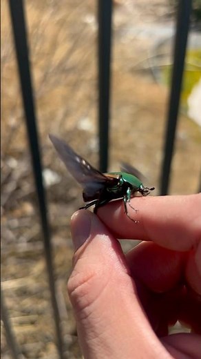 Cotinis mutabilis, also known as the Figeater beetle 🪲 #adventure #fun #youtubeshorts #bugs