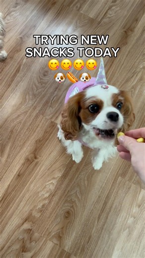 Would your dog eat this? 🐶👇 #dog #puppy #cavalier #cute #pets #cavalierkingcharles #dogmom