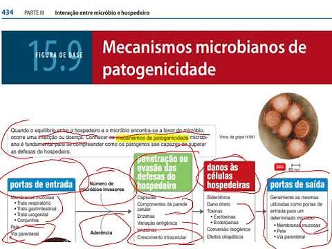 Bacteriologia Aula 6 Mecanismos de patogenicidade e fatores de virulência