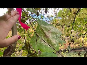 Platanus occidentalis (Platanaceae) American sycamore, American planetree
