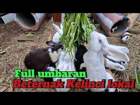 PEMULA WAJIB TAU‼️ CARA BETERNAK KELINCI KANDANG UMBARAN