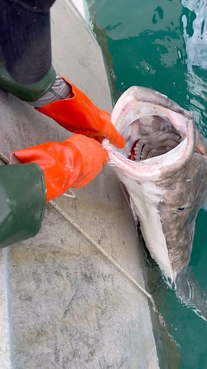 Worthy Seafoods on Instagram: "Large female halibut can weigh up to 400-500 pounds. The largest pacific halibut on record is 512 pounds caught in Dutch Harbor, Alaska in 1996. A 50-pound female produces about 500,000 eggs, and more eggs mean more future halibut to catch. A 250-pound female can produce 4 million eggs! According to NOAA, “Halibut have been getting smaller for their age since the 1970s. By the 2000s, an average 12-year-old halibut weighed half as much as one in the 1980s. The reaso